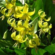 Эритроний Ригода