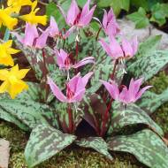 Эритроний Роуз Квин