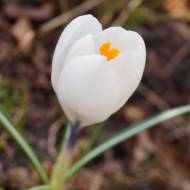 Крокус крупноцветочный Ice Queen
