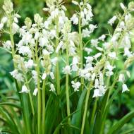 Гиацинтоидес Хиспаника Вайт (7/8)