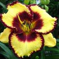 Лилейник Калико Джек