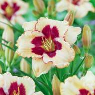 Лилейник Ниппон