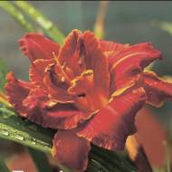 Лилейник Паприка Флейм