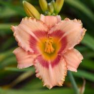 Лилейник Стравбери Кенди