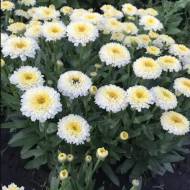 Саджанець Ромашка Луна в контейнері