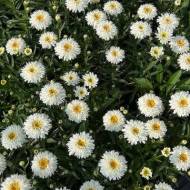 Саджанець Ромашка Ребека в контейнері