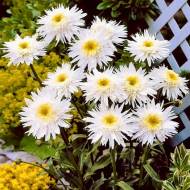 Саджанець Ромашка Вірлінг Супрем в контейнері