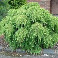 Саджанець Тсуга Канадська Джеделох в контейнері