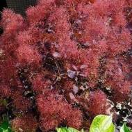 Саджанець Скумпія Даскі Мейден в контейнері