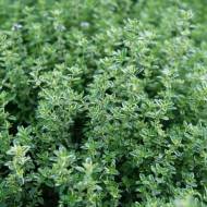 Саджанець Чебрець Фреддо в контейнері