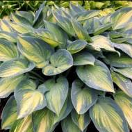 Саджанець Хоста Джун в контейнері