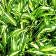 Саджанець Хоста Чері Бері в контейнері