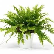 Саженец Папоротник карликовый в контейнере