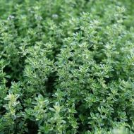 Саженец Чабрец Фреддо в контейнере