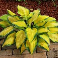 Саженец Хоста Оранж Мармелад в контейнере