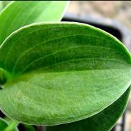 Саженец Хоста Мачомаус в контейнере