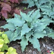 Саженец Хоста Ватерслайд в контейнере