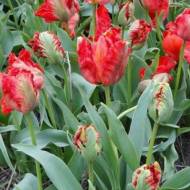 Тюльпан папуговий Екзотік Перрот (11/12)