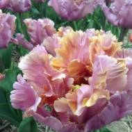 Тюльпан папуговий Вовос (11/12)