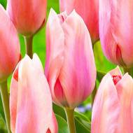 Тюльпан Фостера Поко Локо (11/12)