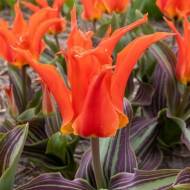 Тюльпан Фостера Рігас Барікадес (11/12)