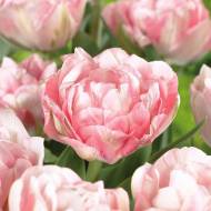Тюльпан махровий Фінола (11/12)