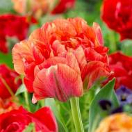 Тюльпан махровий Гудошнік Дабл (11/12)