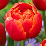 Тюльпан махровий Айкун (11/12)