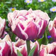 Тюльпан махровий Вайндхам (11/12)