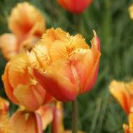 Тюльпан оторочений Ламбада (11/12)