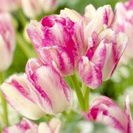 Тюльпан багатоквітковий Дрім Клаб (11/12)