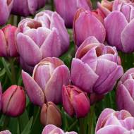 Тюльпан багатоквітковий Блю Хейвен (11/12)