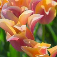 Тюльпан лілієцвітний Маріанна (11/12)