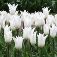 Тюльпан лілієцвітний Вайт Тріумфатор (11/12)