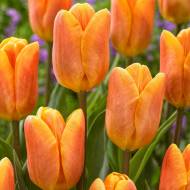 Тюльпан тріумф Белвіль (11/12)