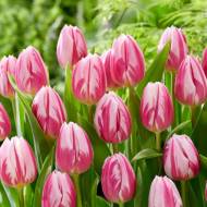 Тюльпан тріумф Божанглес (11/12)