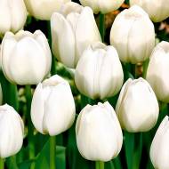 Тюльпан тріумф Буффало (11/12)