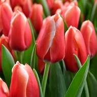 Тюльпан тріумф Келлі (11/12)