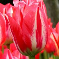 Тюльпан тріумф Спрінг Брейк (11/12)