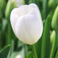 Тюльпан тріумф Вайт Прінц (11/12)