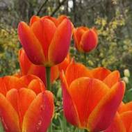 Тюльпан тріумф Ворлдс Фейворіт (11/12)