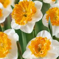 Нарцис великокорончастий Чардаш (12/18)