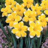 Нарцис з розсіченою коронкою Кассата (12/14)