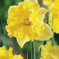 Нарцис Тацетта Сейлормен (12/14)