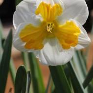 Нарцис Тацетта Тріколет (12/14)