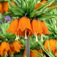 Фрітілярія (рябчик королівський) Імперіаліс Гарленд Стар (20/24)