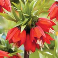 Фрітілярія (рябчик королівський) Імперіаліс Рубра (20/24)