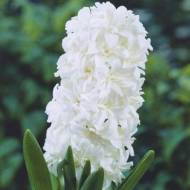 Гіацинт Сноу Крістал (15/16)