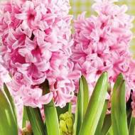 Гіацинт Спрінг Б’юті (14/15)