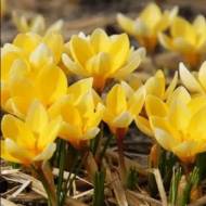 Крокус Романс (5/7)